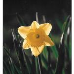 Claire's Jonquil
