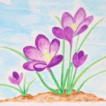 Crocuises