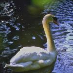 Swan night swim
