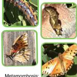 metamorphosis in Fritallary