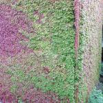 Ivy wall