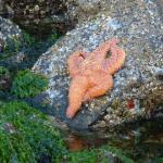 Sea star