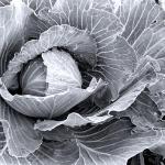 Cabbage