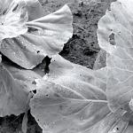 cabbage leaves